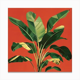 Banana Plant 3 Canvas Print