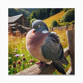 Pigeon In The Farm Canvas Print