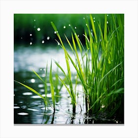 Grass Plant Reed Green Background Nature Closeup Garden Flora Growth Leaf Summer Spring (7) Canvas Print