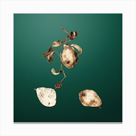 Gold Botanical Pear on Dark Spring Green n.0825 Canvas Print