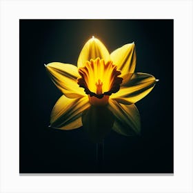 Daffodil Canvas Print