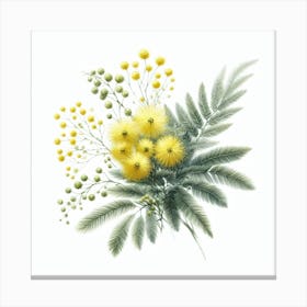 Flower of Mimosa 3 Canvas Print