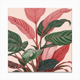 Pink And Red Plant Illustration Chinese Evergreen Art print 3 Canvas Print