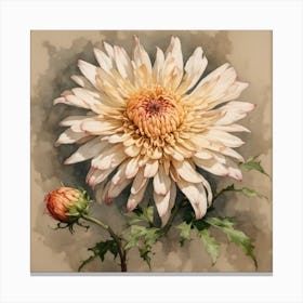 Chrysanthemum 4 Canvas Print