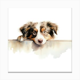 Australian Shepherd 3 Canvas Print