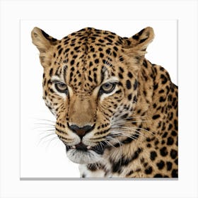 Leopard, Ursidae Canvas Print