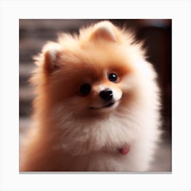 Pomeranian Canvas Print