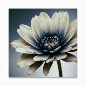 Gerbera Daisy hamptons Canvas Print