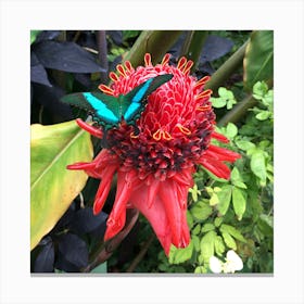 Blue Butterfly on Red Flower Canvas Print
