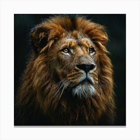 Lion In The Rain Canvas Print