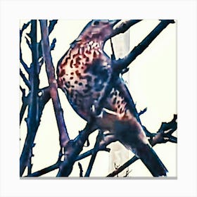 Mistle Thrush In A Tree Canvas Print