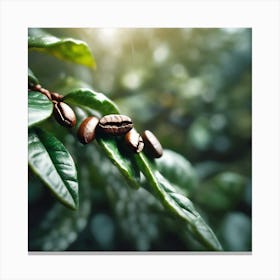 Coffee Beans On A Branch 3 Canvas Print