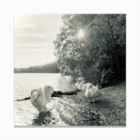 Swan Photography/ Berlin Schlachtensee 2023 Canvas Print