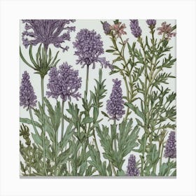 Lavender Canvas Print