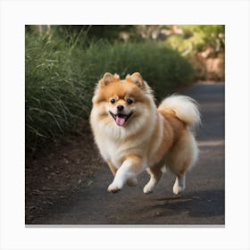 Pomeranian Dog Running Canvas Print