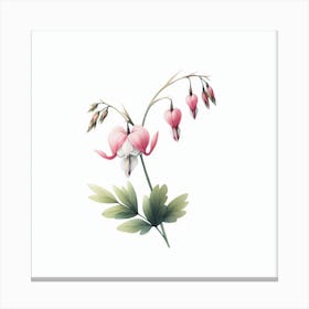 Dicentra Canvas Print