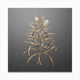 Gold Botanical Narrow Leaved Spider Flower on Soft Gray n.0955 Canvas Print