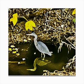 Grey Heron In Water Canvas Print