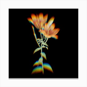 Prism Shift Orange Bulbous Lily Botanical Illustration on Black n.0156 Canvas Print