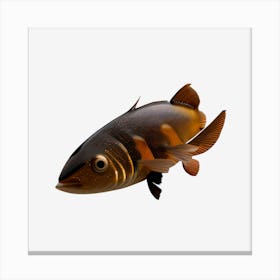 Black And Brown Fish Canvas Print