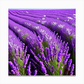 Lavender Field 6 Canvas Print