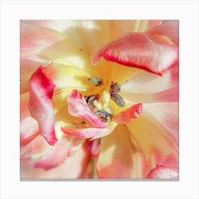 Close Up Tulip Botanical Photography Canvas Print