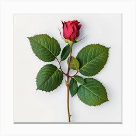 Single Red Rose Canvas Print