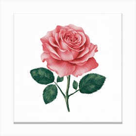 Pink Rose Canvas Print