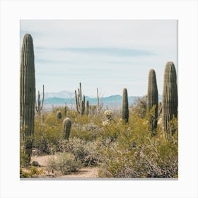 Saguaro Desert Cactus Canvas Print