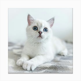 British Shorthair Kitten Canvas Print