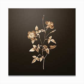 Gold Botanical Indica Stelligera Rose on Chocolate Brown n.4704 Canvas Print
