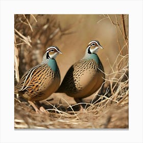 Pheasant birds Canvas Print