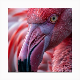 Flamingo 23 Canvas Print