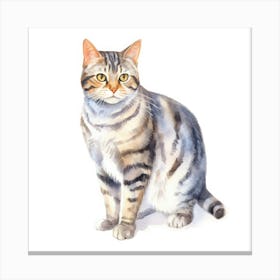 American Wirehair Shorthair Cat Portrait Canvas Print