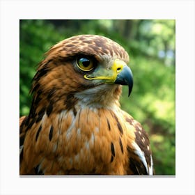 Hawk (1) Canvas Print