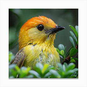 Yellow Crowned Kingfisher Canvas Print