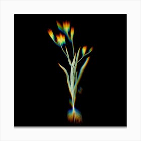 Prism Shift Ixia Bulbifera Botanical Illustration on Black Canvas Print