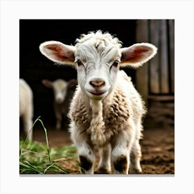 Baby Goat In The Barn Canvas Print