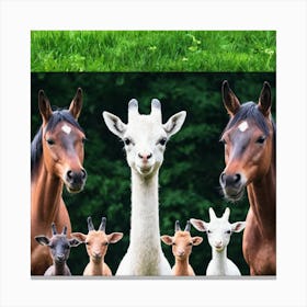 Llamas 10 Canvas Print