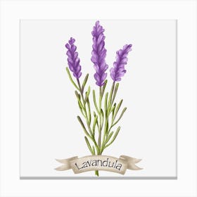 Lavender botanical drawing Canvas Print