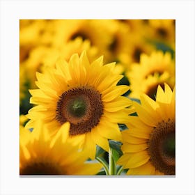 Sunflowers In The Field Photo 1 Canvas Print