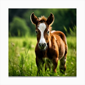 Horse Foal In The Grass Canvas Print
