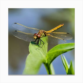 Dragonfly Canvas Print