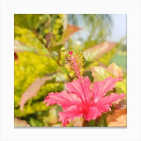 Hibiscus Flower Canvas Print