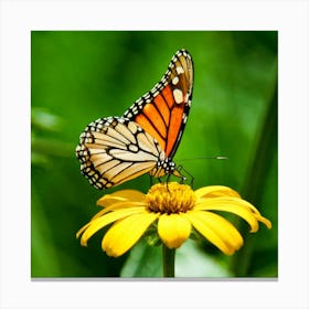 Monarch Butterfly 1 Canvas Print