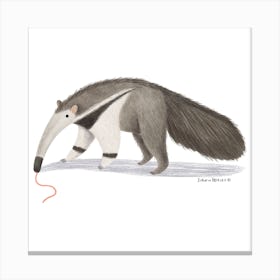 Anteater Canvas Print