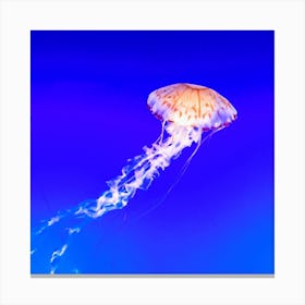 Jellyfish Canvas Print