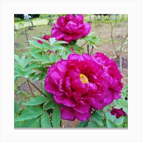 Peony 4 Canvas Print