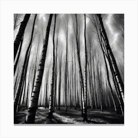 Birch Forest 41 Canvas Print