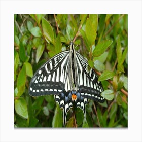 Butterfly 1 Canvas Print